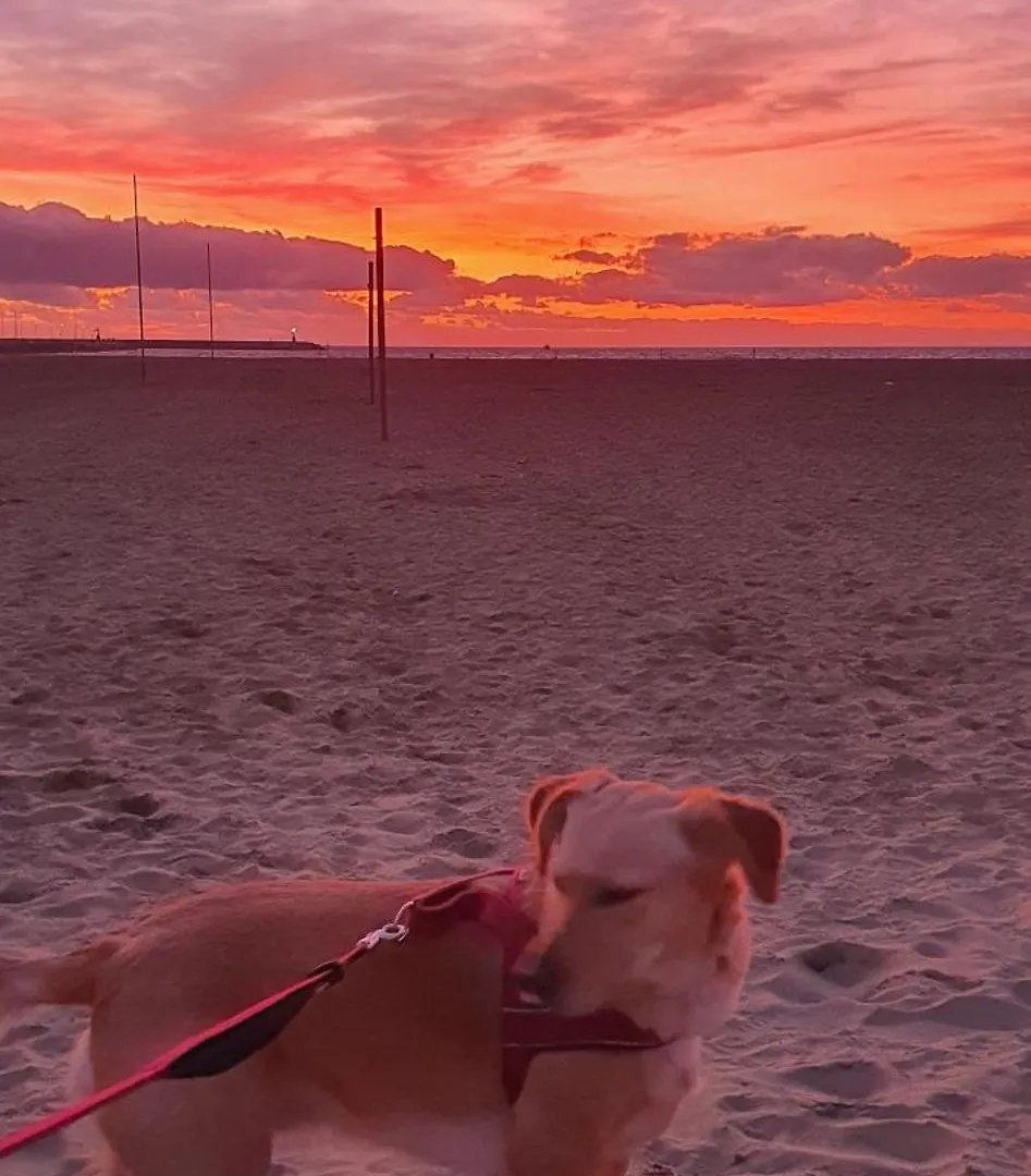 Domusauroom, Relax Nel Cuore Della Versilia - Pet Friendly Viareggio